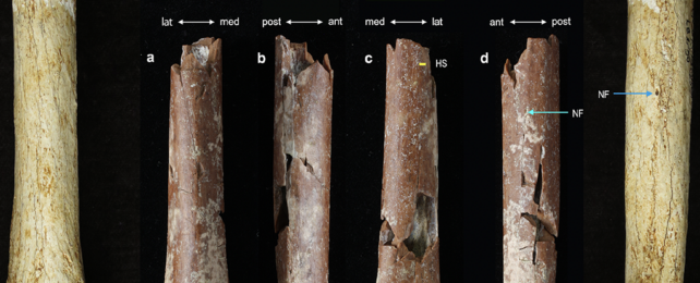 Smallest Known Species of Human May Have Had an Even Smaller Ancestor